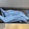 New in box set of Stainless Power headers for a 2015-2020 5.0L Mustang,